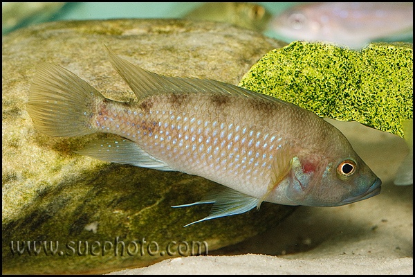 Trematochromis benthicola 'Chituta Bay'